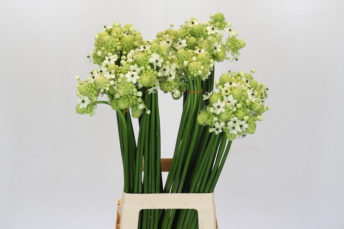 <h4>Ornithogalum Saundersiae</h4>