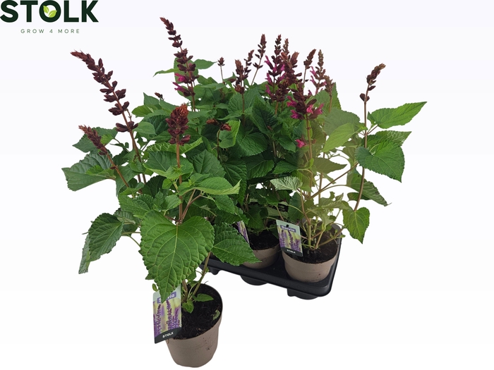 <h4>SALVIA  LAKE FLAMING</h4>