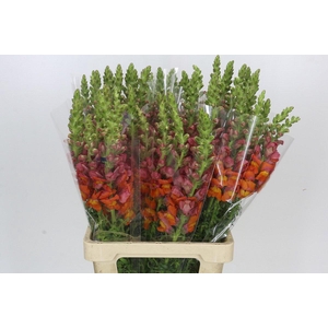 Antirrhinum Potomac Dark Orange