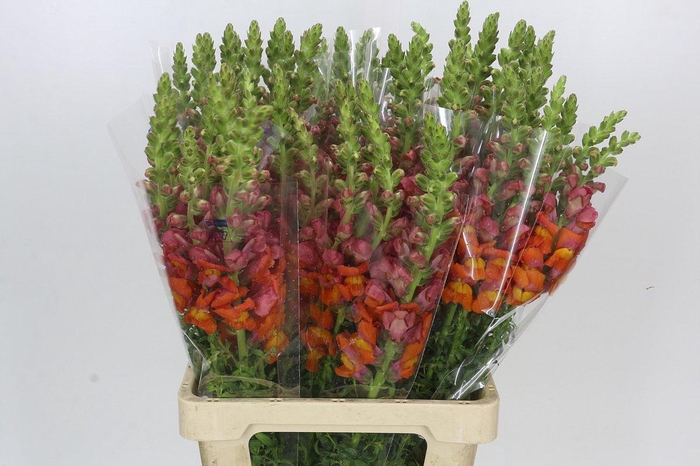 <h4>Antirrhinum Potomac Dark Orange</h4>