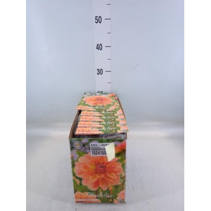 Dahlia ...flowerbulbs