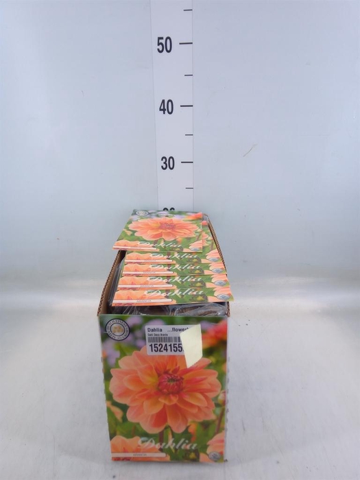 <h4>Dahlia ...flowerbulbs</h4>