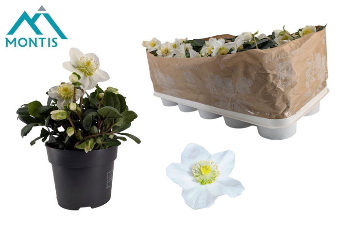 <h4>Helleborus niger Christmas Carol</h4>