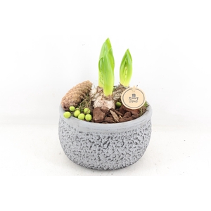 arr4 Hyacint PL - Ker. barok grijs 401/2