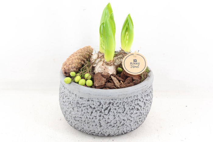 <h4>arr4 Hyacint PL - Ker. barok grijs 401/2</h4>