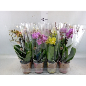 Phalaenopsis   ...mix