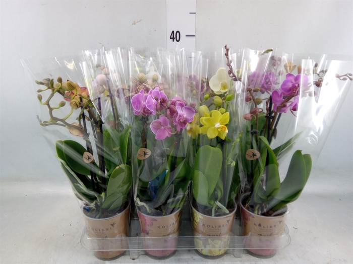 <h4>Phalaenopsis   ...mix</h4>