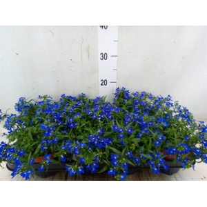 Lobelia richardii