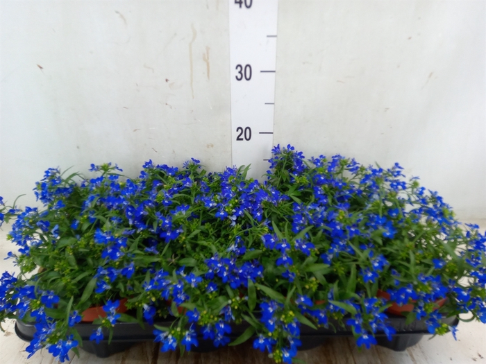 <h4>Lobelia richardii</h4>