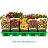 Gaillardia