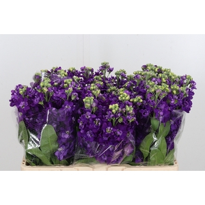 Matthiola Debora Purple