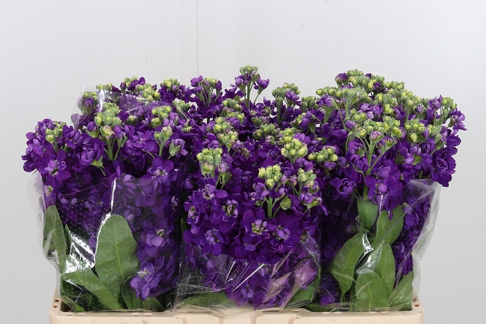 <h4>Matthiola Debora Purple</h4>