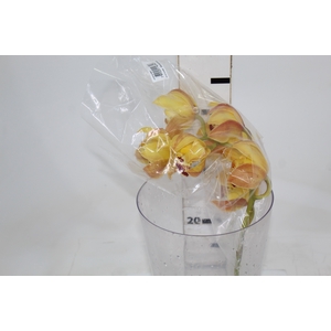 CYMBIDIUM HT MIN 5 FLS LARANJA