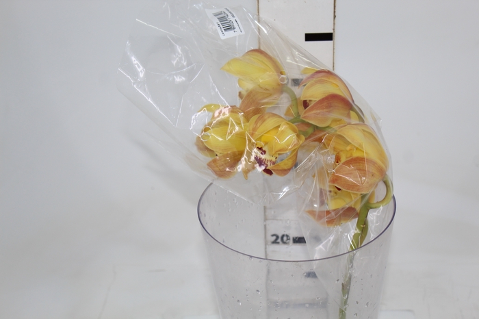 CYMBIDIUM HT MIN 5 FLS LARANJA