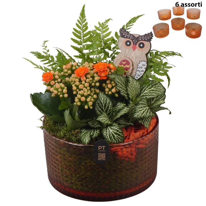 <h4>Arr. Planten L%</h4>