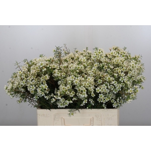 Chamelaucium Ivory Pearl