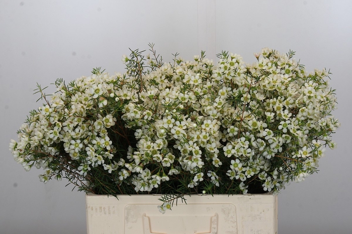 <h4>Chamelaucium Ivory Pearl</h4>