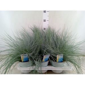 Festuca glauca 'Intens Blue'