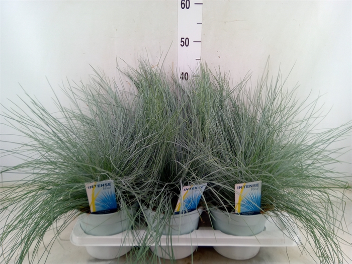 <h4>Festuca glauca 'Intens Blue'</h4>