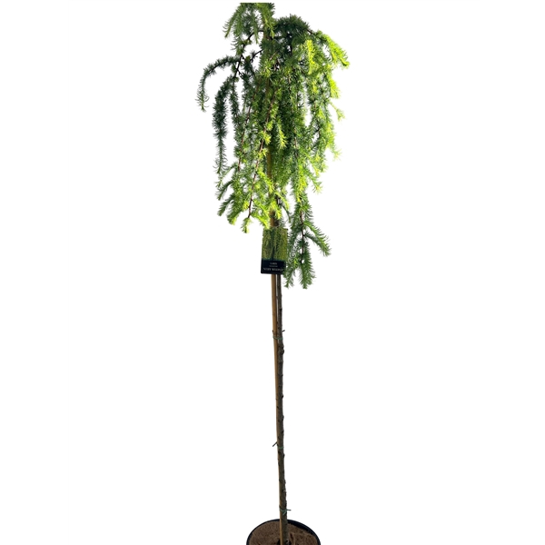 <h4>Larix Stiff Weepers Stam 180 cm</h4>