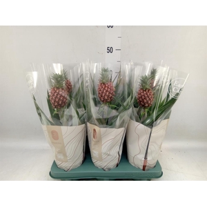 Ananas  'Rosita'