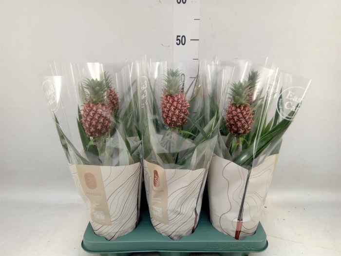 <h4>Ananas  'Rosita'</h4>