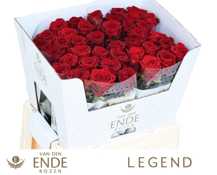 <h4>R Gr Red Naomi</h4>