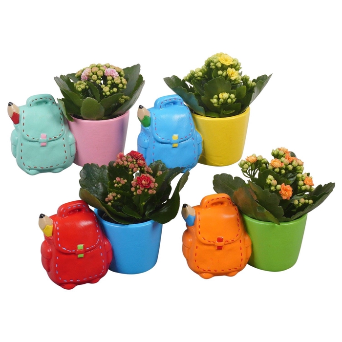 <h4>Arr.   Planten L%</h4>