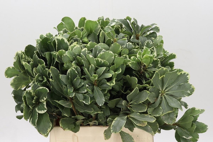 <h4>PITTOSP TO ILAN</h4>