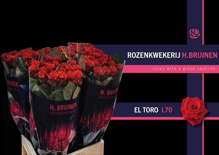 <h4>R GR EL TORO</h4>