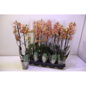 Phal Mf F Sunse Love