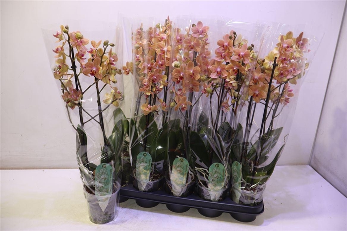 <h4>Phal Mf F Sunse Love</h4>