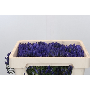 Agapanthus EYFORI Blue