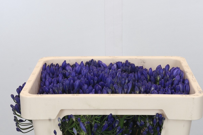 <h4>Agapanthus EYFORI Blue</h4>