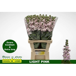 MATTH MILLA LIGHT PI