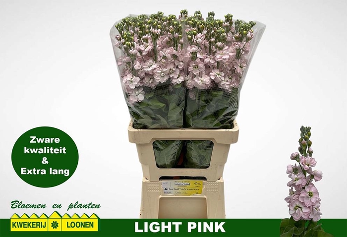 <h4>MATTH MILLA LIGHT PI</h4>