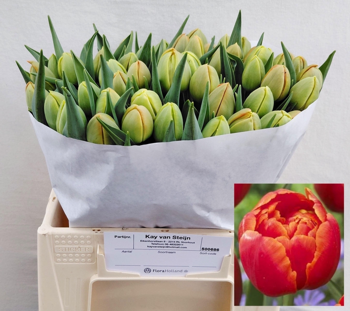 <h4>TU DU ICOON</h4>