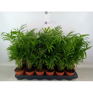 Chamaedorea elegans