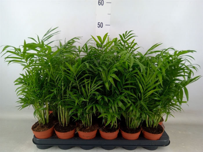 <h4>Chamaedorea elegans</h4>