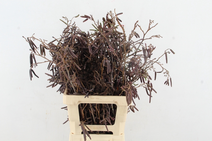 <h4>ELZENPROP PER BUNCH</h4>