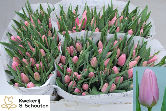 <h4>TU EN MATCHMAKER</h4>