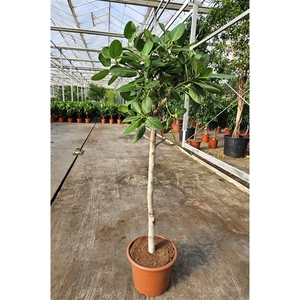 Ficus Benghalensis