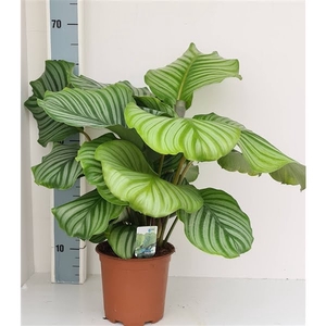 Calathea orbifolia