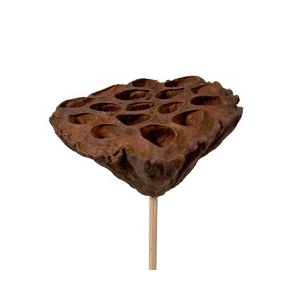 50cm Lotus d7-10cm