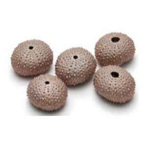 SCHELP SEA URCHIN COPPER 25PCS