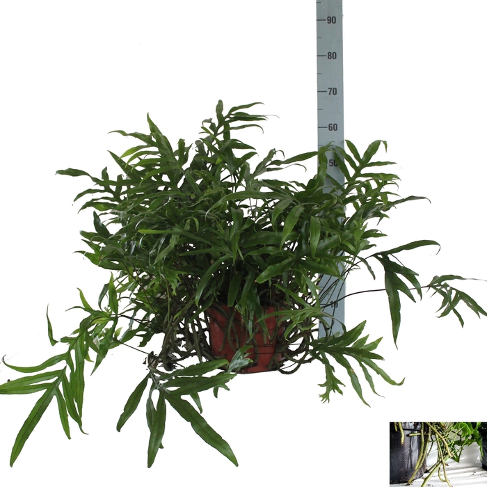 <h4>MICROS DIVERSIFOLIUM</h4>