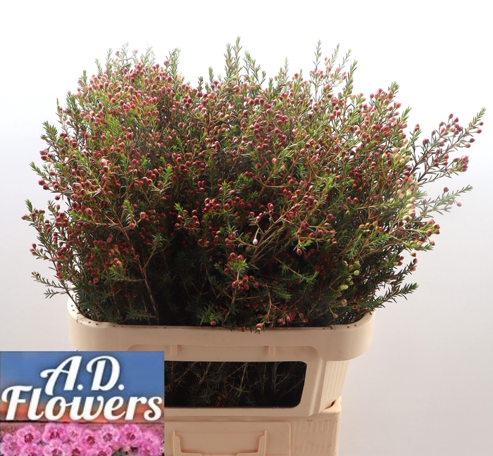 <h4>CHAME ADI Knop</h4>