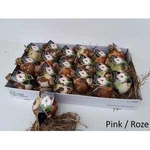 Bloembol Hippeastrum