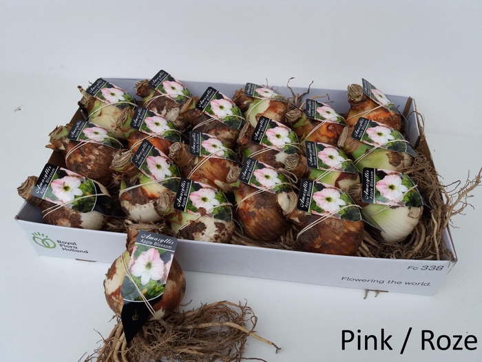 <h4>Bloembol Hippeastrum</h4>