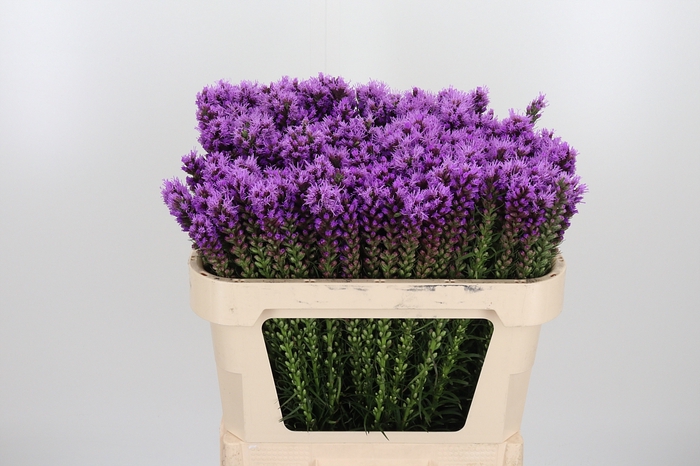 <h4>Liatris Callilepis</h4>